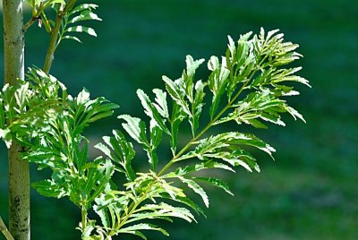 Pterocarya stenoptera 'Fern Leaf' - paořech úzkokřídlý - letní list